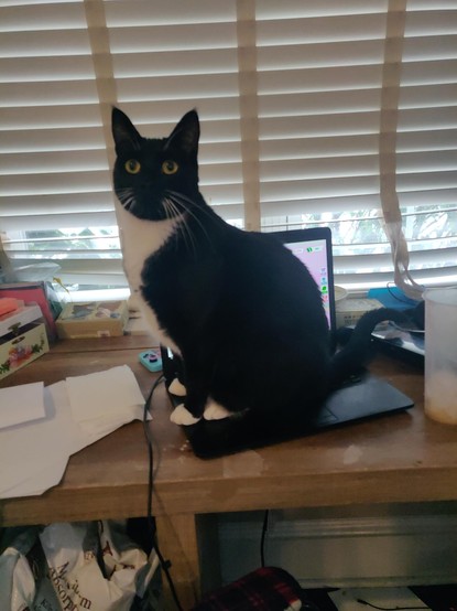 Black cat with a white chest and white paws sitting on the keyboard of a laptop. Part of the laptop screen is visible, showing the game roblox. The cat is looking up past the person taking the picture.  The laptop is on a messy desk, with toys scattered about.