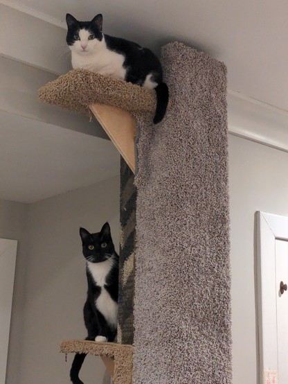 Two tuxedo cats on the cat tower. The  cat tower (like a 4-sided skyscraper reaching all the way to the ceiling, and covered in gray shaggy carpet) has two visible perches for cats, with a cat on each. One cat is midway up, the other cat is at the ceiling.