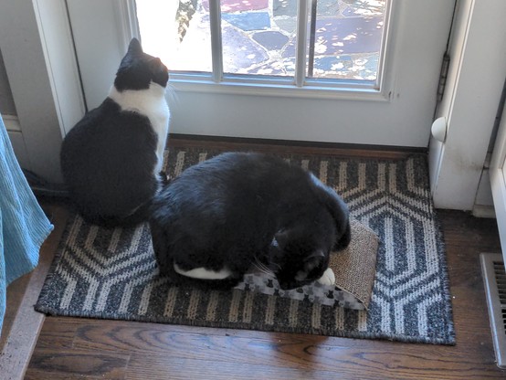 Same scene (doormat, door, scratcher), but this time the black cat is curled up on the scratcher, head looking at the floor (with face not visible, but her eyes are closed as she dozes off). Net to her, there's now a tuxedo cat with a white chest/neck who is staring intently out the window on the door.