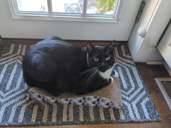 a black cat with white chest, fully sitting on a cat scratcher but with her head up looking at the camera. The scratcher is shaped like  a wave on top, with a black/white/gray cat pattern on the side, and the top showing the corrugated cardboard. The scratcher is sitting on top of a generic pattern door mat, in front of a door.