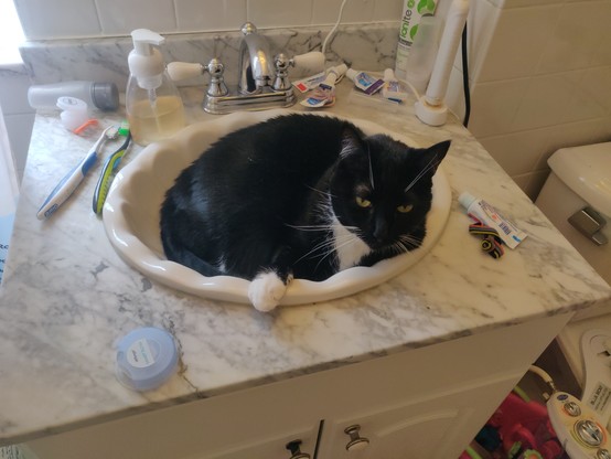 A tuxedo cat sits inside of a bathroom sink. She is black, with a barely visible white chest.. And also a single white paw on the edge of the sink. She is looking below the camera, bored.